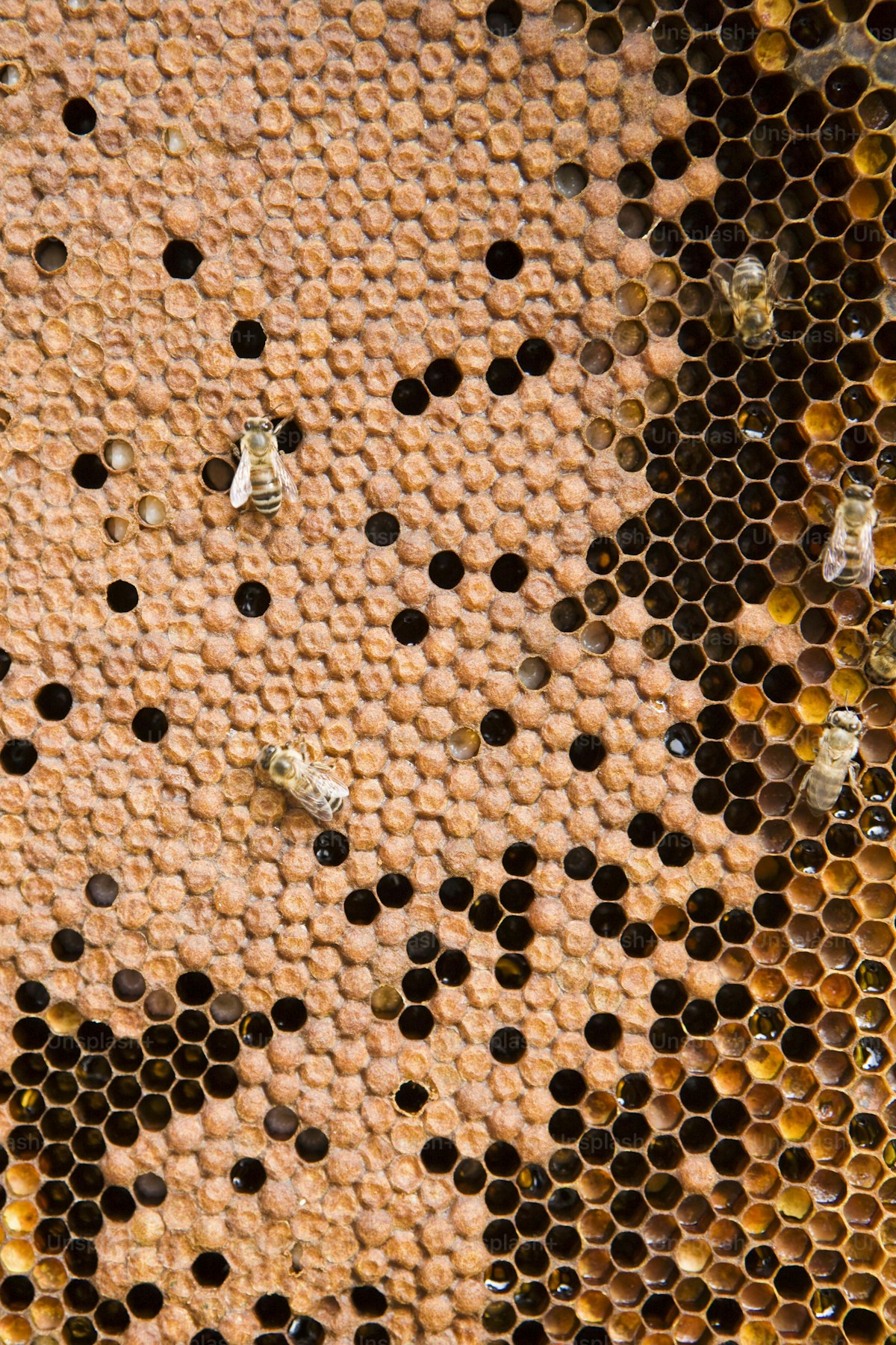 Colmena de abejas meliponas