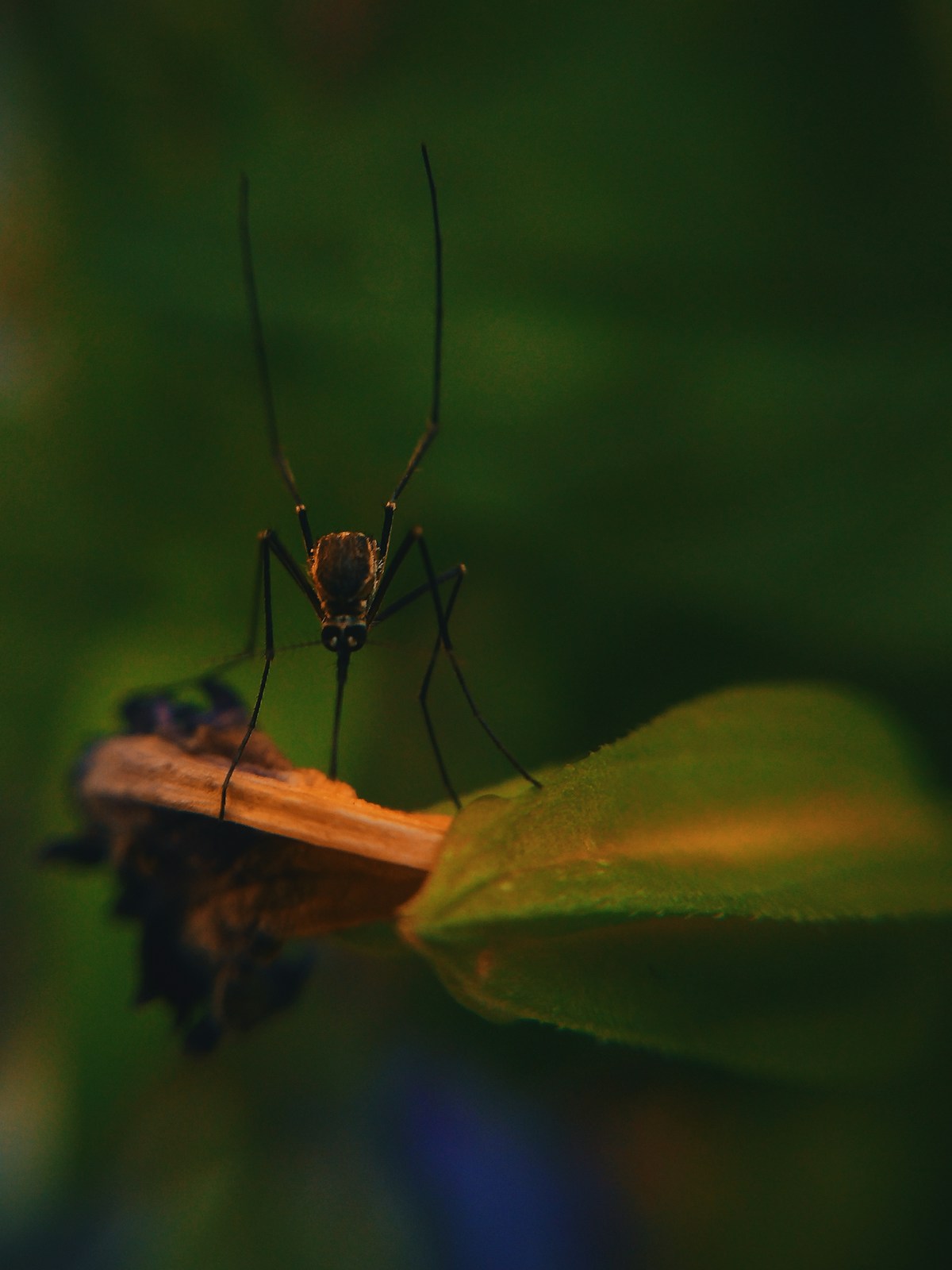 Mosquito macro fotografía científica