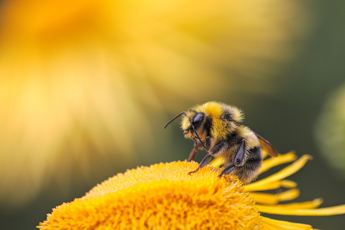 Abejas trabajando en el panal